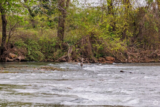 A Huron hunts for a meal in Shoal Creek as is passes through McIndoe Park.