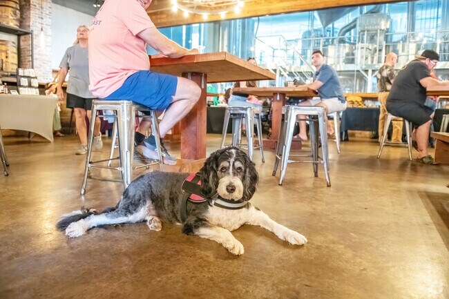 Pretoria Fields Brewing is a place for Eudgmar residents and their owner to relax under a table.