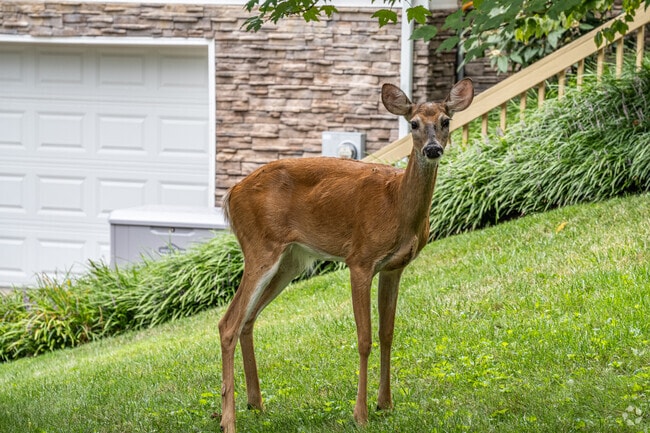 A deer stops to eat some grass in a front yard of a home in Brookhaven.