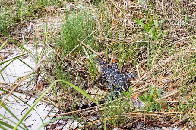 Live alongside wildlife in Charter Point.