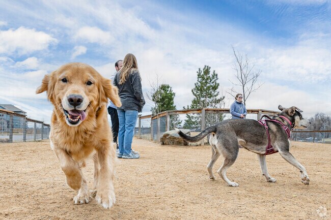 Midtown Dog Park in Denver is much beloved by dogs and their owners.