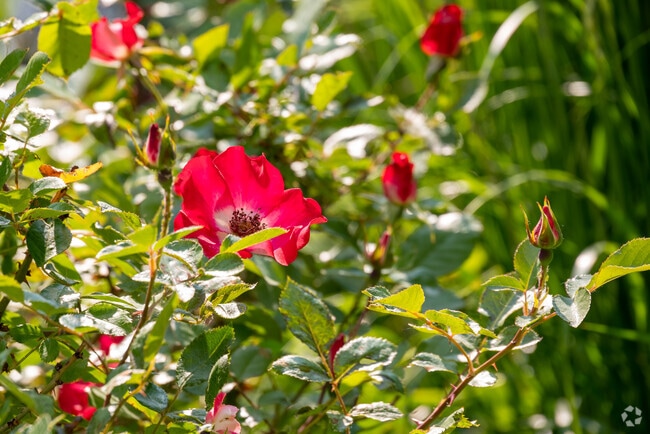 Rotary Garden Park in Downtown Rochester has bright red roses to enjoy.