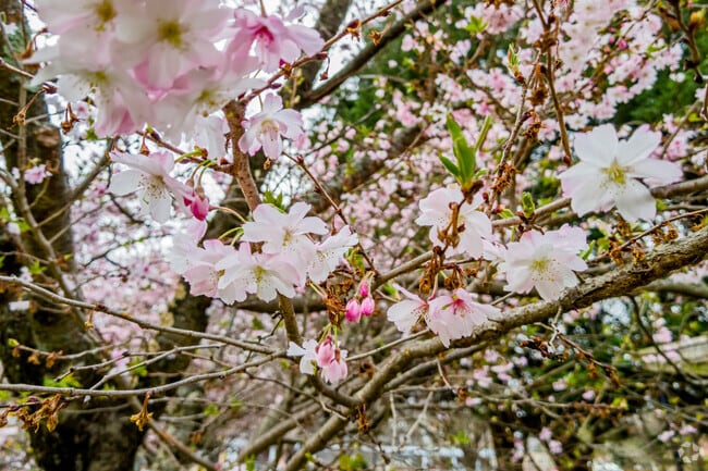 Blooming cherry blossom trees in Edgemoor.