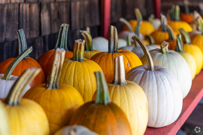 A wide range of colorful pumpkins at Cavers Hill Orchards in Stow, MA.