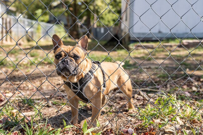 Many homes throughout Byers and Murphy have pets in fenced yards.