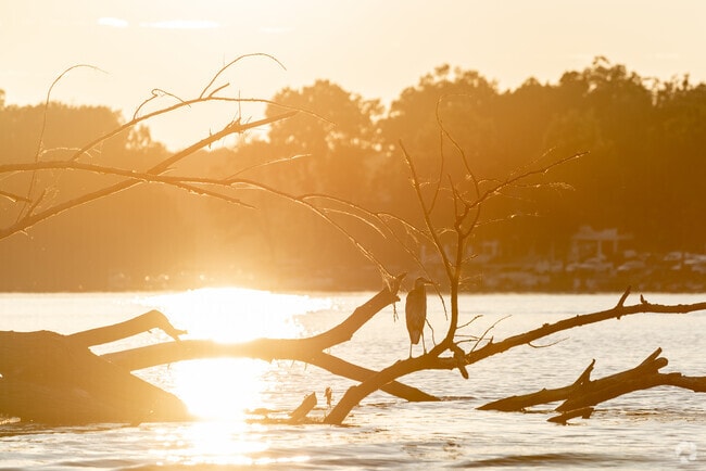 A Blue Heron rests on a fallen tree in the water in Portage Lakes.