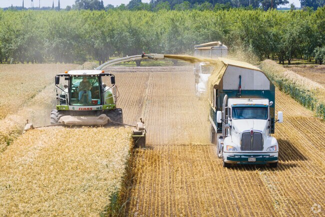 Timing is everything when harvesting grain in Wildflower.