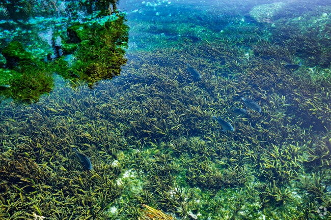 The fresh water springs at Silver Springs State Park are home to an array of fish.