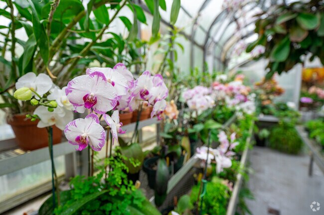 A large greenhouse full of exotic orchids at Hillwood Estates in Forest Hills.