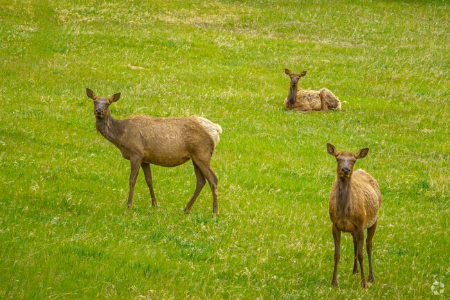Upper Bear Creek is a sanctuary where majestic elk roam freely through the forests and meadows. Their graceful presence adds a timeless magic to mountain living, reminding residents daily of the wild heart beating just beyond their doorstep.