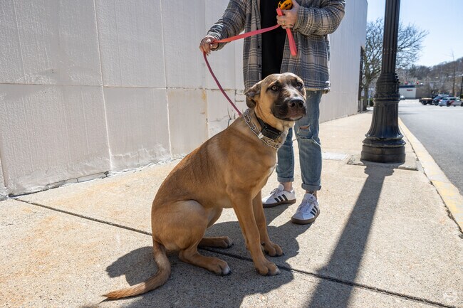 French Hill is a fantastic place to take your furry friend for a stroll.