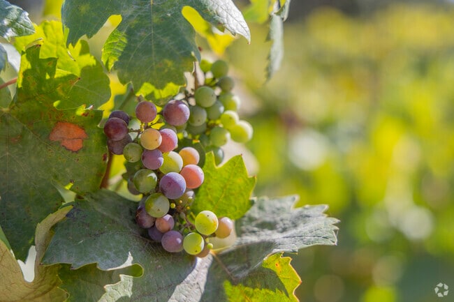 When the weather gets nice in The Oaks, the surrounding wineries all begin to fill with grapes.
