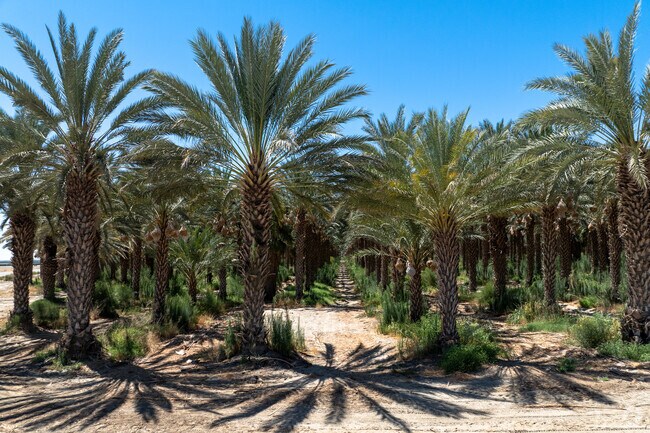 Palm trees line the Martinez Canyon Trail.
