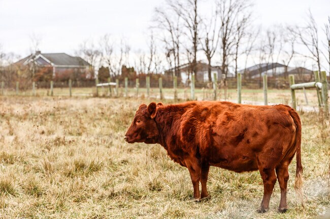 A cow stands alone on a cold morning in Troy, Ohio.