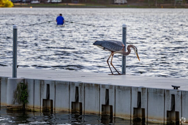 Henrietta fishes for her dinner at Johnson Street Park.