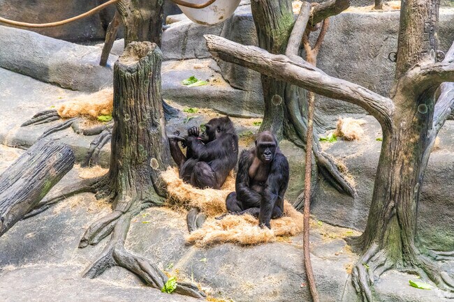 The Brookfield Zoo has a massive variety of animals for Brookfield residents to learn about.