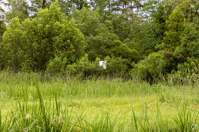 Great Egrets are frequently spotted along the waterways, adding natural charm to the neighborhood.