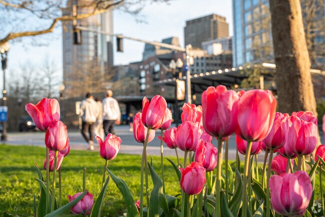 Tulips bloom as spring arrives in Downtown Boston.