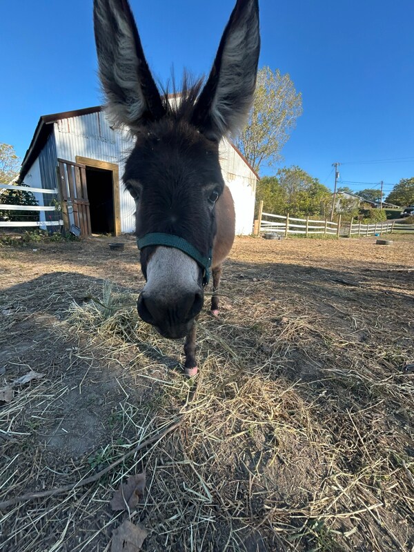 5906 Little Turtle Trail, Waterville, OH 43566 - photo 4