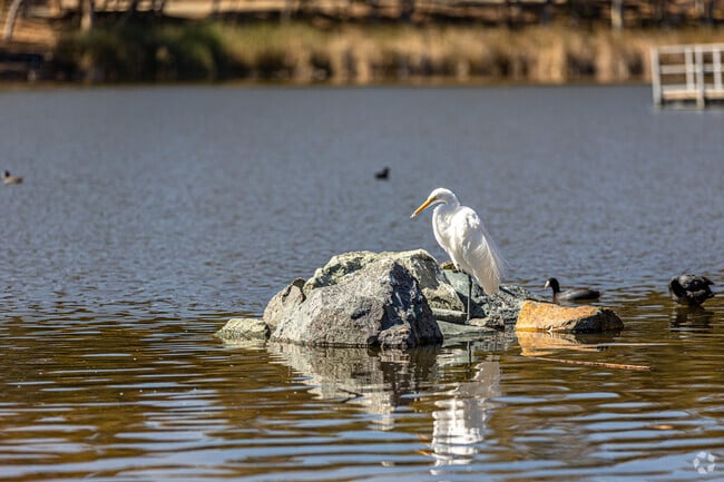 Chollas Lake has a variety of animals for visitors to observe.