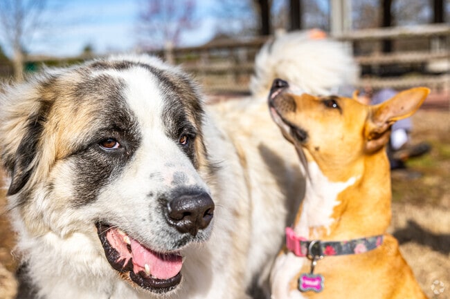 The pups at Fayetteville Iams Dog Park love spending time together.
