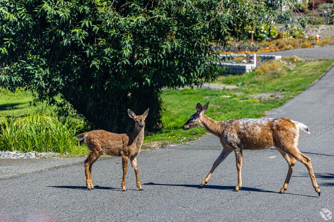Living in the East Port Orchard neighborhood reminds you nature is close at hand.