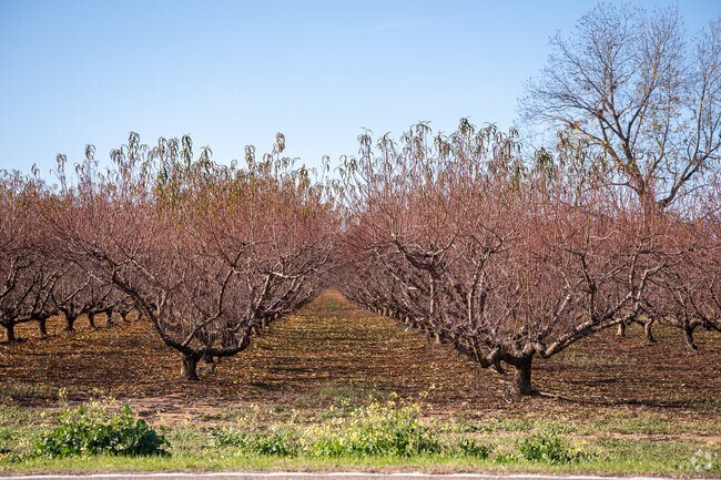Orchards of peach trees line the roads leading in and out of Trenton.