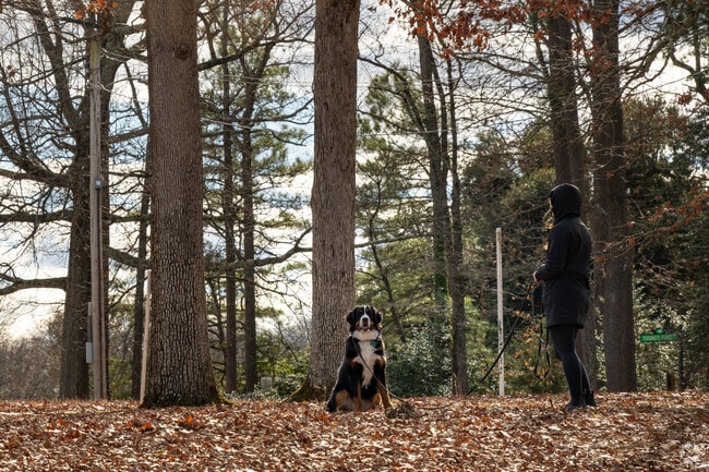 Dog walkers are a frequent sight in Bryan Park.
