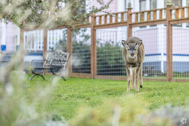 Coupeville is well known for it's almost domesticated deer population on Whidbey Island WA.