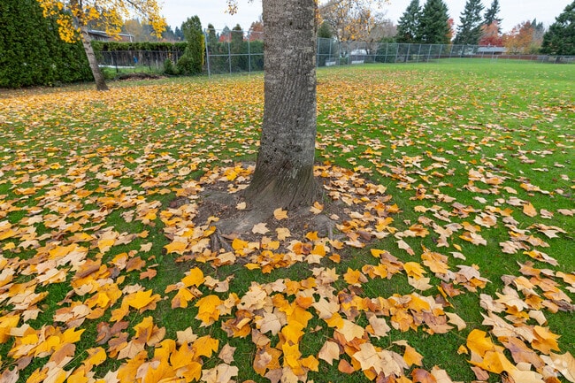 Leaves litter the ground around a tree in Oatfield.