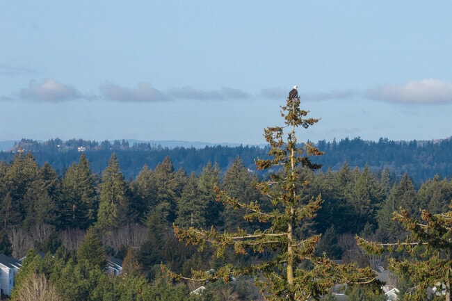 Eagle perched on a pine tree