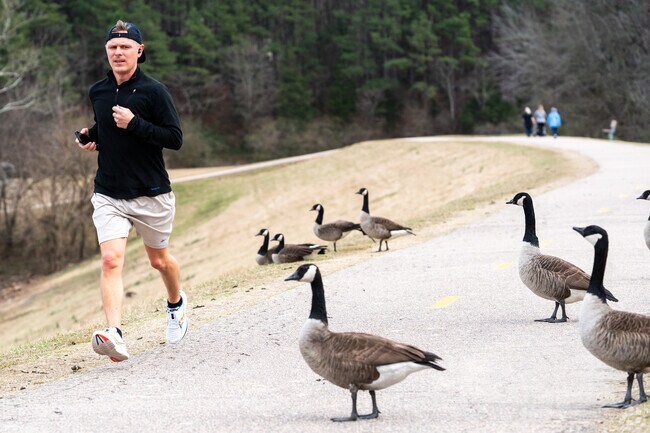 Watch out for the geese when you cross the dam at Shelley Lake in North Hills.