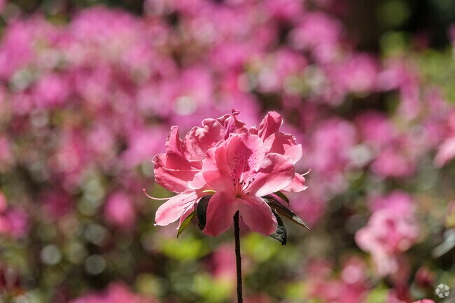 Beautiful pink flowers line the entrance to Big Tree Park in Highlands.