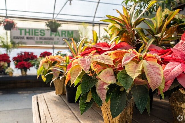 Thies Farm and Gardenhouses grows Poinsettias over the winter in the Bel-Ridge neighborhood.