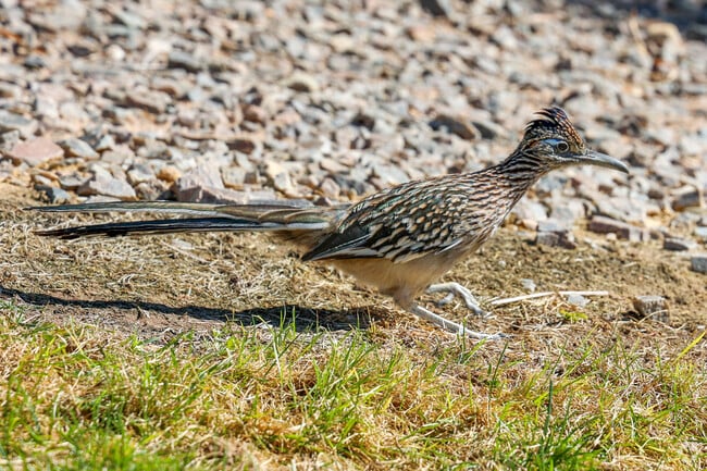 Residents of  Cabezon can find the state bird running around the neighborhood.
