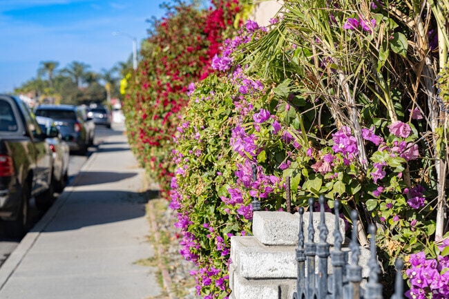 Brightly colored flowers bloom on this vining plant along an East Delano sidewalk.