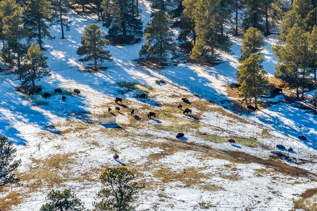 View buffalos at their herd nature preserve while you hike around Genesee Park in Golden.