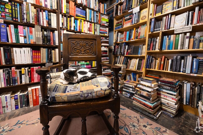 The Book House cat in Maplewood keeps this chair warm while you look.