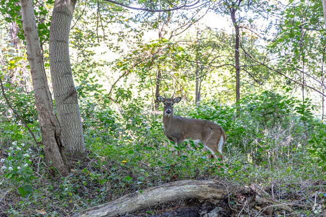 Wildlife thrive in Jones Woods Park.