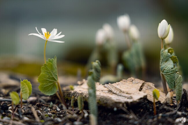 Nature-lovers of Shadeland can discover the first signs of Spring at The Arboretum.