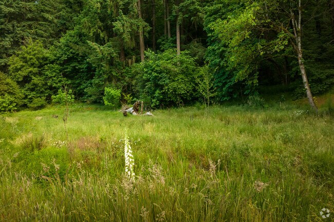 A lupin blooms in the wetlands in Iron Mountain Park in front of the forested trails.