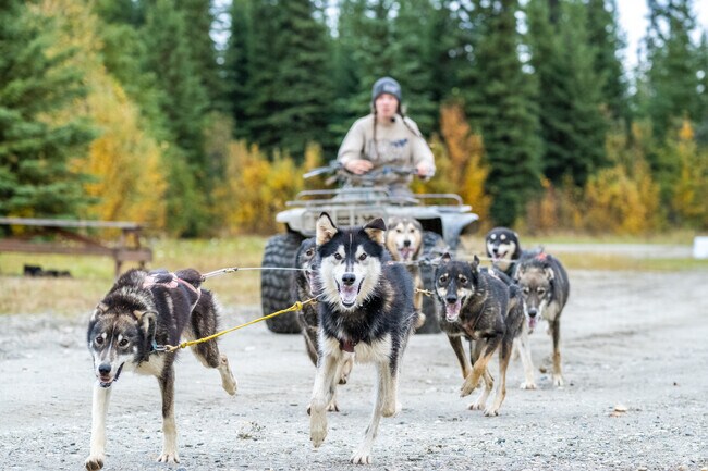 The Trail Breaker Kennel in Chena Ridge features dogsledding tours, an Alaskan pastime.
