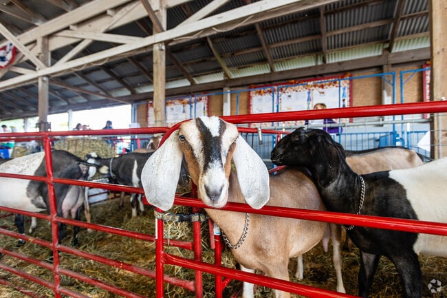 Farm animals draw crowds at the historic Cumberland Fair near Cumberland Foreside.