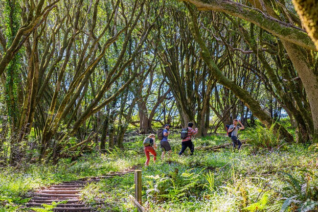 Hikers tackle the scenic Dipsea Trail, connecting with nature.