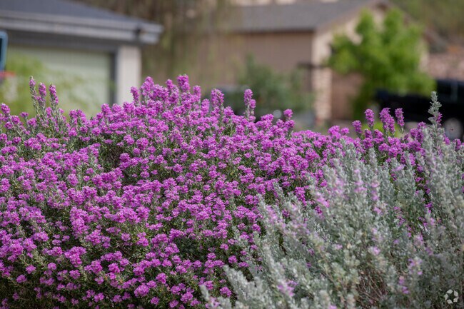 Texas Rangers bloom in August during monsoon season in the community of A Mountain.