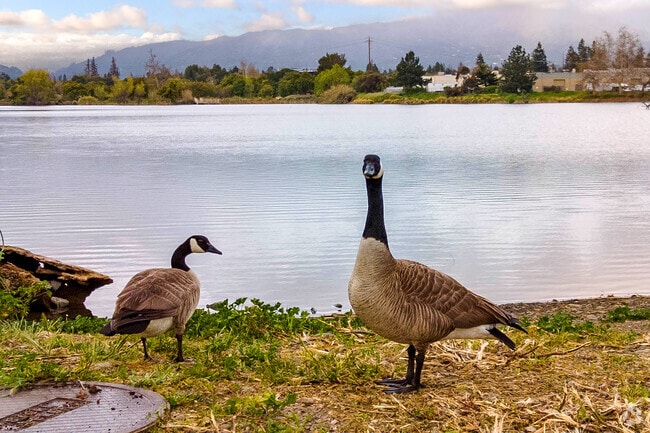 Los Gatos Creek County Park is one of the most popular bird-watching spots in the region.