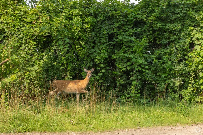 Large brown deer can be found nearby in the green spaces of Burnham, IL.