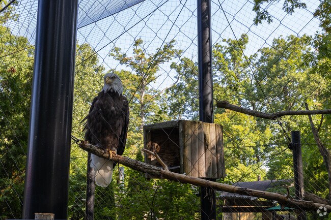 Check in with the Bald Eagles at the Potter Park Zoo near Northside Lansing.
