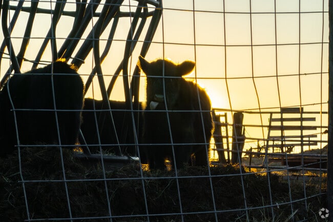 You will pass by many cows in Davidsonville, even some with their tongues out.