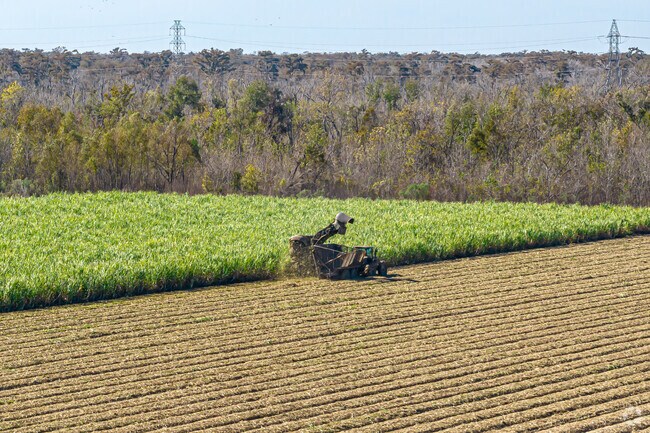 Sugarcane is a cash crop all around Hahnville and the surrounding area.
